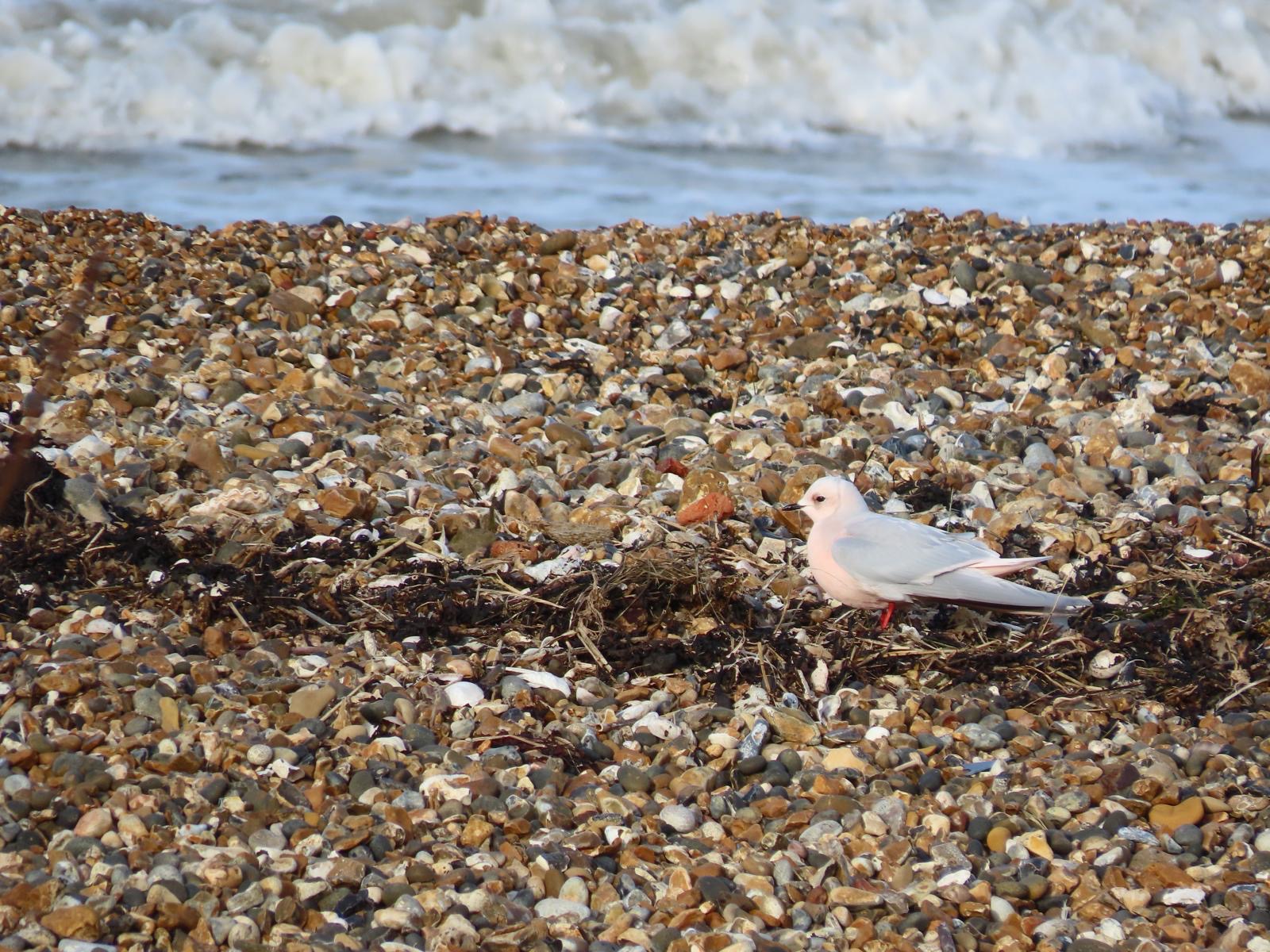 Ross_Gull_-_Geoffrey_Burton